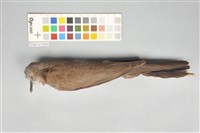 藏品(斑頸鳩)的圖片